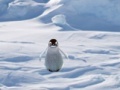 खेल Cannibal Penguin