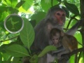 खेल Hidden Animals: Baby Monkeys