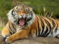 खेल Animals Jigsaw Puzzle Tiger