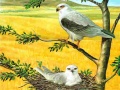 खेल Birds Of Prey Puzzle