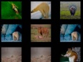 खेल Animal Memory