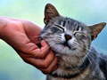 खेल Tickling Cat
