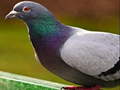 खेल Pigeon Jigsaw Puzzle