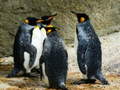 खेल King Penguin Jigsaw