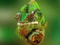 खेल Chameleon Jigsaw